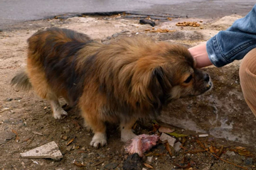 Hund wird in Ukraine ausgesetzt: Was er dann tut, bricht Beobachtern das Herz