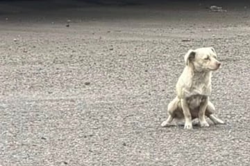 Frau verzweifelt an Rettung dieses Hundes: Als sie es nach Tagen schafft, traut sie ihren Augen kaum