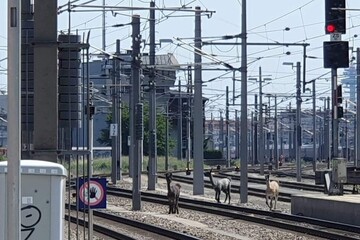 Llama drama on the tracks as escaped circus animals halt trains
