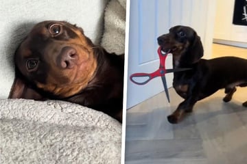 Dachshund is up to no good with his newest toy – a pair of scissors?!