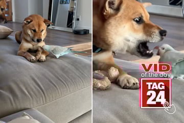Viral Video of the Day for March 28, 2026: Dog refuses to share bone with nosy parrot sibling