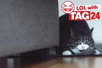 Joke of the Night for March 21, 2026: A cat silly for Caturday