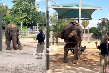 Tägliche Yoga-Stunden für Zoo-Elefanten: Eine Dickhäuterin leistet Besonderes!