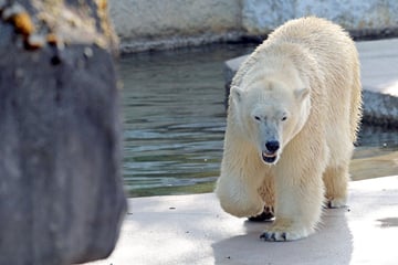 Hat Eisbärbaby Silvesternacht überlebt? Zoo Karlsruhe meldet sich zu Wort!