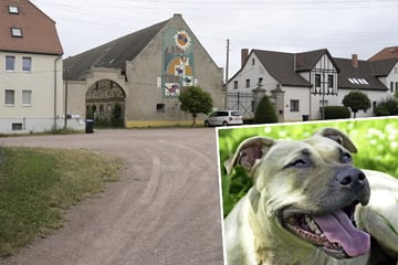 Vierjährige spielt mit Familienhund und stirbt: Nun steht die Todesursache fest
