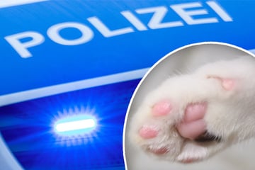 Katze erschossen? Polizei ermittelt nach lautem Knall
