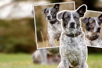 Als gefährlich eingestuft: Dabei benötigt Timus dringend Ruhe und Verständnis