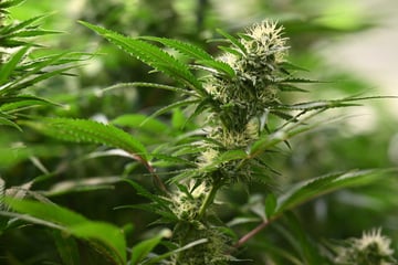 Zwei Tatverdächtige festgenommen: Polizei entdeckt Riesen-Cannabisplantage bei Razzia!