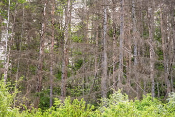 Trauriger Zustand: Darum bleibt der deutsche Wald ein "Dauerpatient"