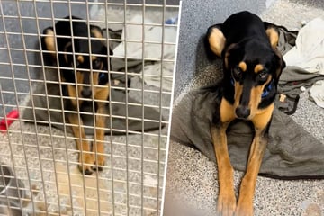 Hund verliert Lebensfreude: Niemand möchte ihn adoptieren
