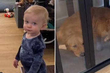 Baby masterminds dog crate "jailbreak" for golden retriever in viral TikTok
