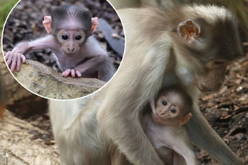 Seltener Nachwuchs: Dieses winzige Affenmädchen verzaubert gerade den Heidelberger Zoo