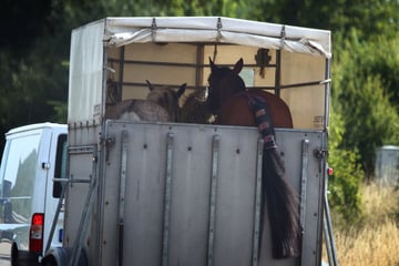 Pferd droht, aus Anhänger auszubrechen! A1 muss gesperrt werden