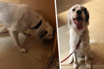 Beim Abend-Spaziergang zugelaufen: Wer vermisst diesen freundlichen Hund?