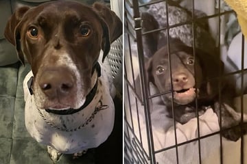 Besitzer konfrontieren Hund mit Welpen: Seine Reaktion bringt alle zum Lachen