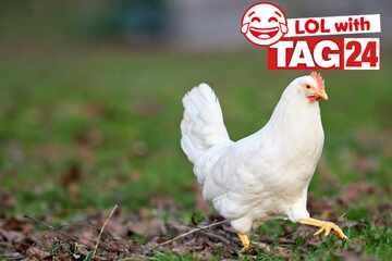 Joke of the Night for January 27, 2026: A clucking chuckler!