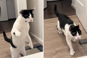 Cat's hysterical reaction to human in bath has TikTokers in tears