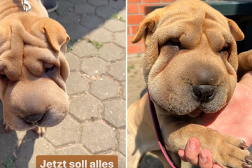Vierbeiner sieht sehr ungewöhnlich aus: Junger Rassehund hofft auf einen Neubeginn