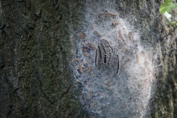 Leipzig: Starke allergische Reaktionen: Gefährlicher Schädling breitet sich in Leipzig aus