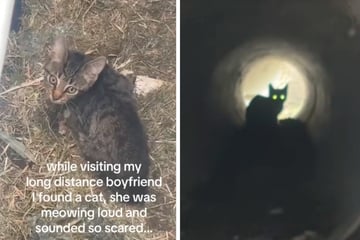 Katze in Abfluss gefangen: Frau greift zu einer spontanen Entscheidung