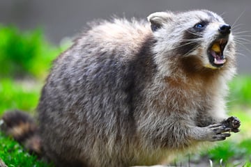Immer mehr Babys in Sachsen! So gefährlich sind Waschbären für Mensch und Natur