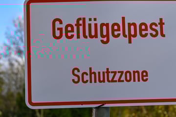 Vogelgrippe: Geflügelhalter in Hessen bangen, weitere neue Verdachtsfälle
