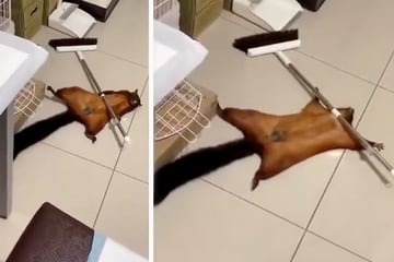 Flughörnchen inszeniert seinen Tod: Urkomisches Video geht viral