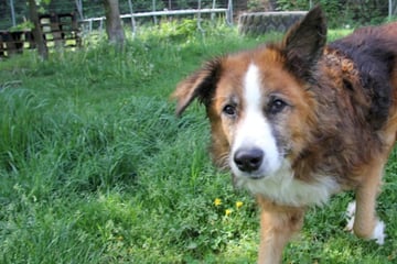 Hund kuschelt für sein Leben gern: Wer holt ihn endlich aus dem Tierheim?