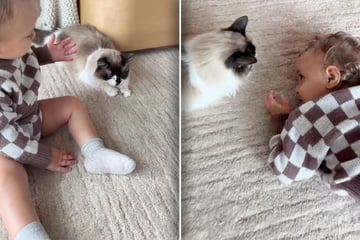 Kleiner Junge muss für immer von Katze Abschied nehmen: Was Mutter dann sieht, bricht ihr Herz