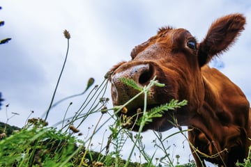 Kuh flieht vor Schlachter und verschwindet spurlos