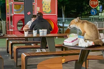 Was für ein Fuchs: Kurioser Gast bedient sich im Fastfood-Restaurant
