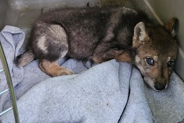 Kleiner Wolfswelpe verirrt sich nach Magdeburg