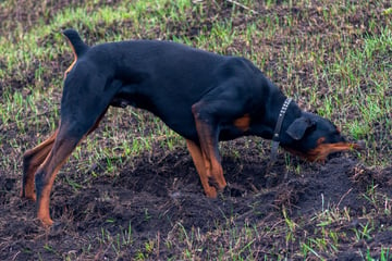 Why do dogs eat dirt and should you be worried about it?