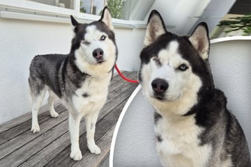 Einäugiger Husky muss Baby weichen: Findet Leo sein Glück?