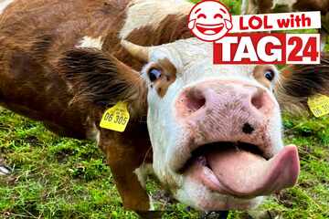 Joke of the Day for December 2, 2025: A cow-tastic funny