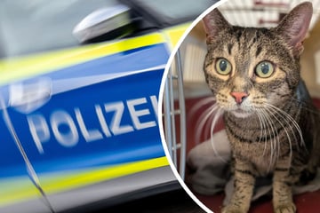 Herzlose Aktion im Südschwarzwald: Katze in Transportbox zurückgelassen