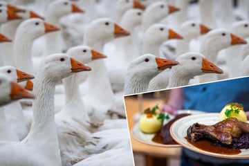 Gänsebraten wird in Sachsen teurer, aber nur etwas