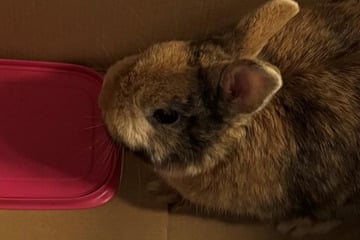 Kaninchen verbringt Nacht auf Wittenberger Polizeirevier