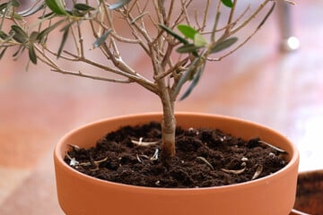 Falsch einquartiert? Darum verliert der Olivenbaum im Winter Blätter