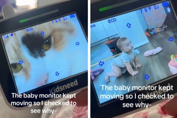 Cat is caught "haunting" the baby monitor in hysterical footage!