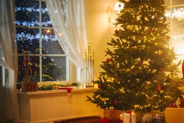 Weihnachten naht: So viel kosten Christbäume in diesem Jahr