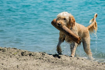 Mit dem Hund am Strand: Was gibt es zu beachten?