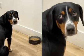 Dog sadly waits for go-ahead to eat after owners forget to "release him" in heartmelting clip