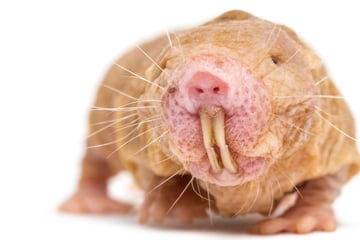Nacktmull-DNA möglicher Schlüssel für längeres Leben