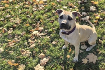 Lillie kam nach ihrem ersten Geburtstag ins Tierheim: Ist ihr Glück schon vorbei?