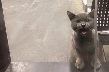 Tierschützerin soll Katze retten: Als sie hört, wo genau, stockt ihr der Atem