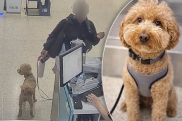 Frau wollte mit Hund reisen: Was sie dann macht, lässt alle Herzen brechen
