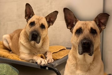 Schäferhund-Mix sehr emotional: Bobbi hofft auf zweite Chance