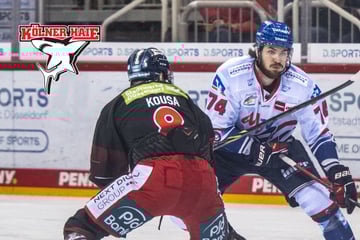 Er kommt mit NHL-Erfahrung im Gepäck: Kölner Haie holen Stürmer aus Mannheim