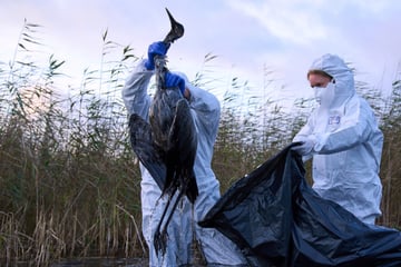 Vogelgrippe breitet sich weiter aus: Strengere Regeln in Thüringen